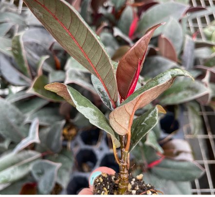Starter Plant Burgundy Rubber Plant 8 Live Plant Ficus Elastica For Garden