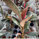 Starter Plant Burgundy Rubber Plant 8 Live Plant Ficus Elastica For Garden