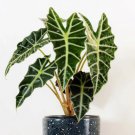 1 Live Plant Alocasia Polly Starter Plant For Garden