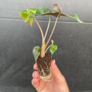 Alocasia Polly Starter Plant 2 Live Plant For Garden