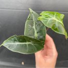 Starter Plant 4 Alocasia Polly Live Plant For Garden