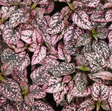 1 Live Plant Hypoestes Pink 'Polka Dot Plant' Starter Plant For Garden