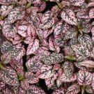 1 Live Plant Hypoestes Pink 'Polka Dot Plant' Starter Plant For Garden
