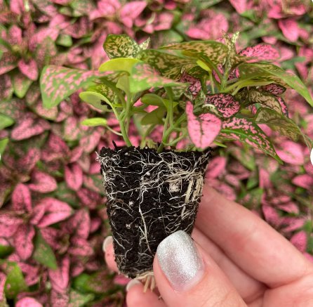 Hypoestes Pink 'Polka Dot Plant' Starter Plant 2 Live Plant For Garden