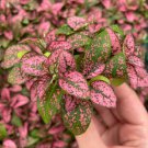 Starter Plant 4 Hypoestes Pink 'Polka Dot Plant' Live Plant For Garden