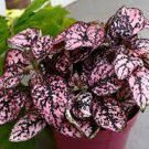 8 Hypoestes Starter Plant Pink 'Polka Dot Plant' Live Plant For Garden