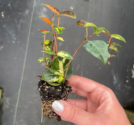 2 Live Plant Jasmine Summer Sunset Starter For Garden