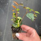 2 Live Plant Jasmine Summer Sunset Starter For Garden