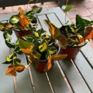 16 Sunset Starter Live Plant Jasmine Summer For Garden