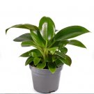 1 Philodendron Green Princess Starter Plant Live Plant For Garden