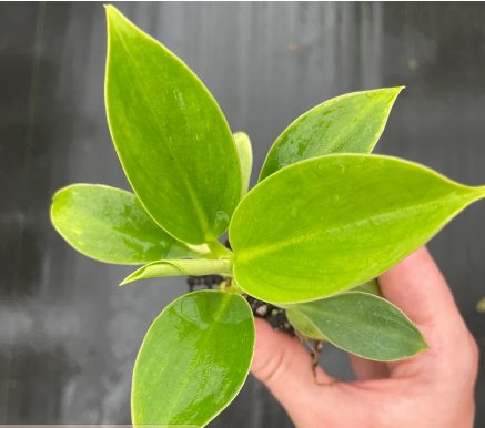 8 Green Princess Starter Plant Live Plant Philodendron For Garden