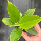 8 Green Princess Starter Plant Live Plant Philodendron For Garden