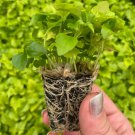 2 China Doll Plant 'Radermachera Sinica' Starter Plant For Garden