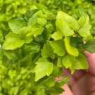 Plant 'Radermachera Sinica' Starter Plant 4 China Doll For Garden