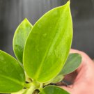 Plant 'Radermachera Sinica' Starter Plant 8 China Doll For Garden