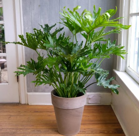 1 Philodendron Selloum Starter Plant Live Plant For Garden