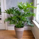 1 Philodendron Selloum Starter Plant Live Plant For Garden