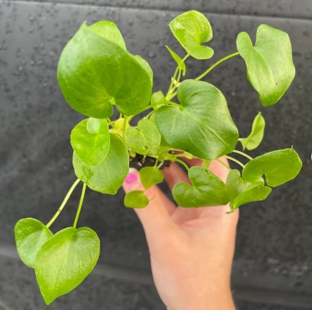 Philodendron Selloum Starter Plant 2 Live Plant For Garden