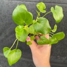 Philodendron Selloum Starter Plant 2 Live Plant For Garden