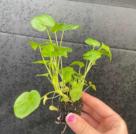 Starter Plant 4 Philodendron Selloum Live Plant For Garden