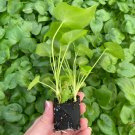 8 Philodendron Starter Plant Selloum Live Plant For Garden