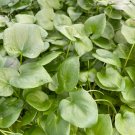 16 Starter Plant Philodendron Selloum Live Plant For Garden