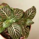 1 Fittonia Pink (Nerve Plant) Starter PlantLive Plant For Garden