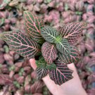 4 Fittonia Pink (Nerve Plant) Starter PlantLive Plant For Garden
