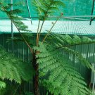 Exotic Plant Garden - Fern Cyathea Kermadecensis Live Plant