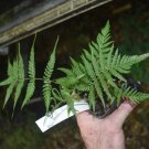 Cyathea Milnei Tropical Look Plant Exotic Fern For Your Garden