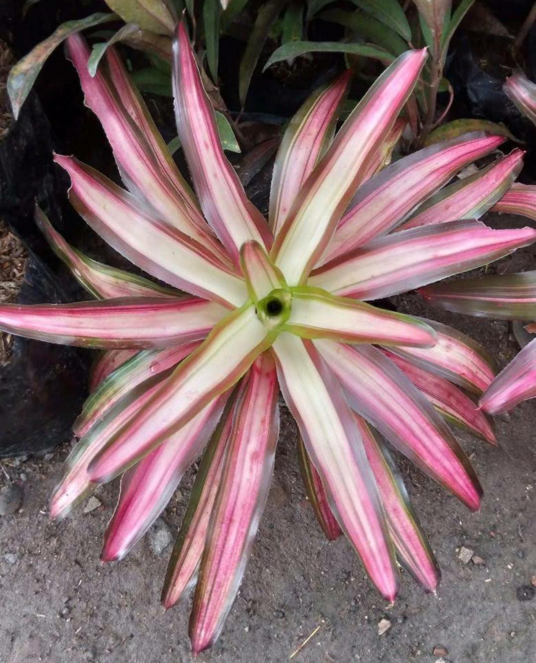 Neoregelia Cruenta Bromeliad Flower Live Plant Exotic Fern For Your Garden