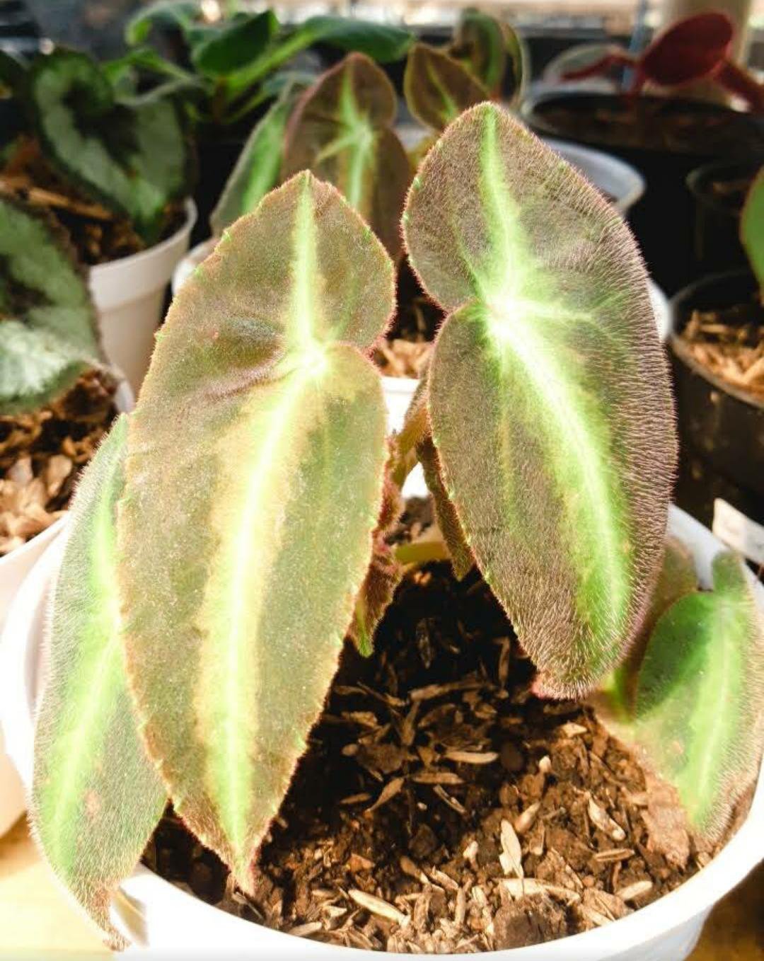 Begonia listada Flower Live Plant Exotic Fern For Your Garden