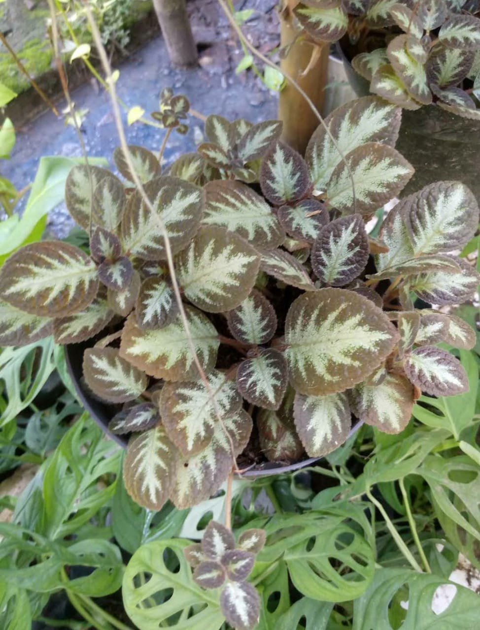 Chocolate soldier Episcia cupreata Flower Live Plant Exotic Plant For Your Garden
