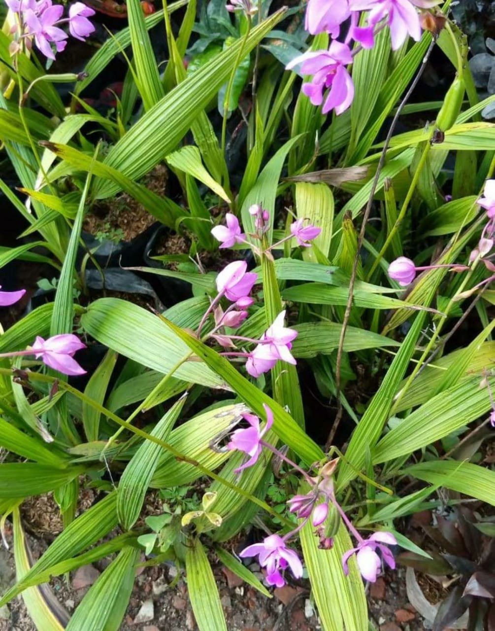Purple Ground Orchid Spathoglottis plicata Flower Live Plant Exotic Plant For Your Garden