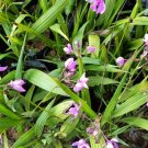 Purple Ground Orchid Spathoglottis plicata Flower Live Plant Exotic Plant For Your Garden