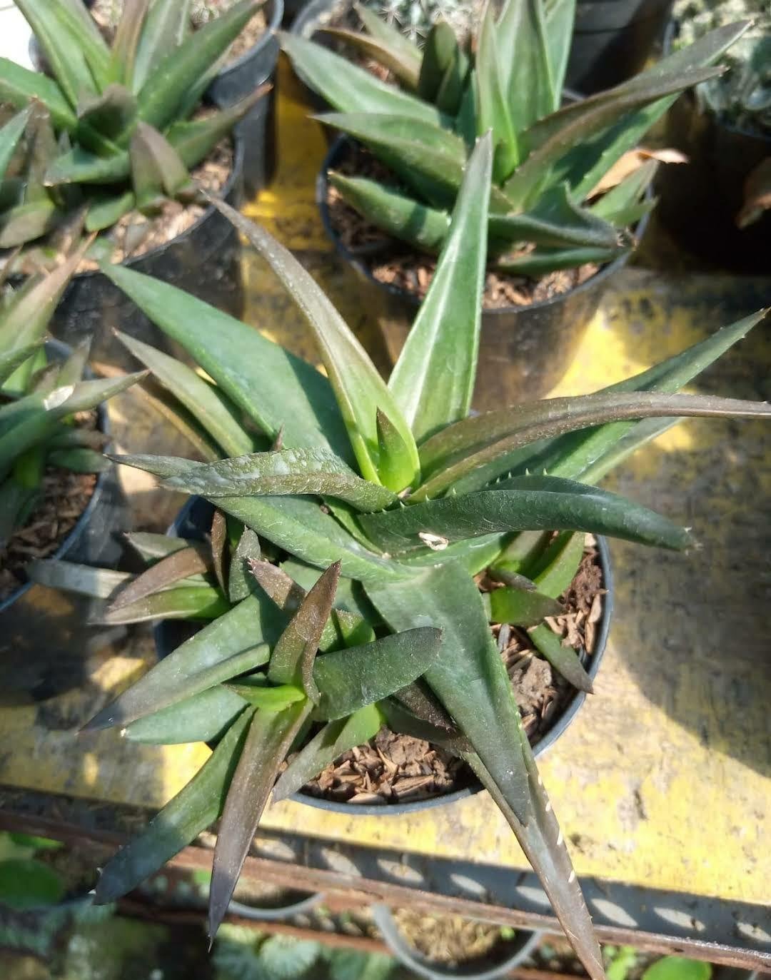 Aloe Black Gem Flower Live Plant Exotic Plant For Your Garden