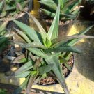 Aloe Black Gem Flower Live Plant Exotic Plant For Your Garden