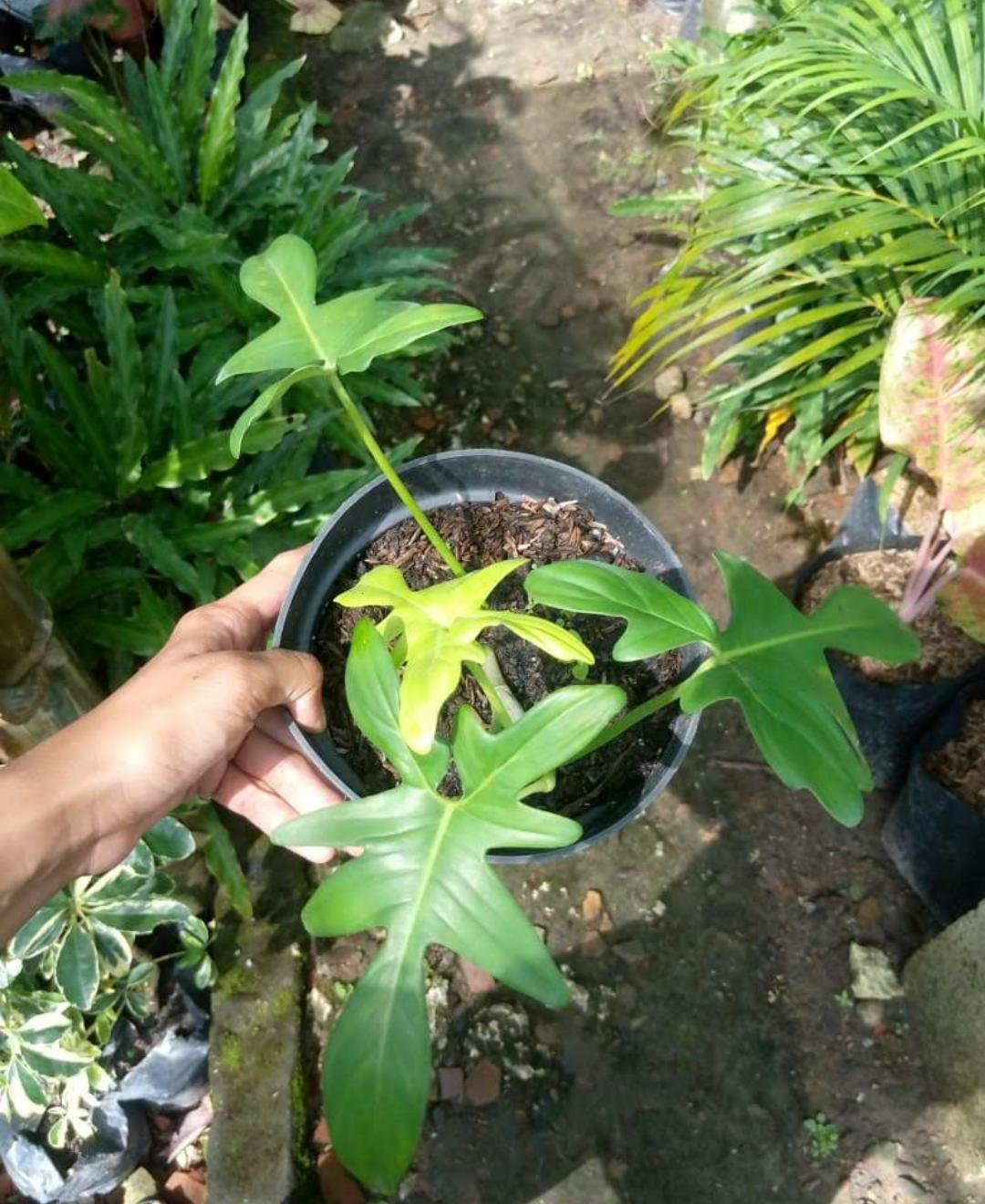 Philodendron Florida beauty Flower Live Plant Exotic Plant For Your Garden