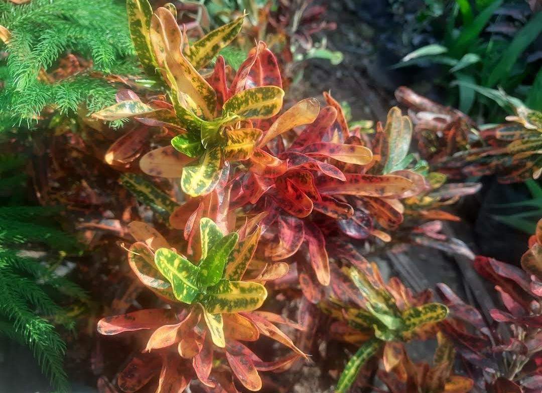 Croton Mammy Flower Live Plant Exotic Plant For Your Garden