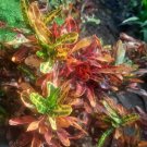 Croton Mammy Flower Live Plant Exotic Plant For Your Garden