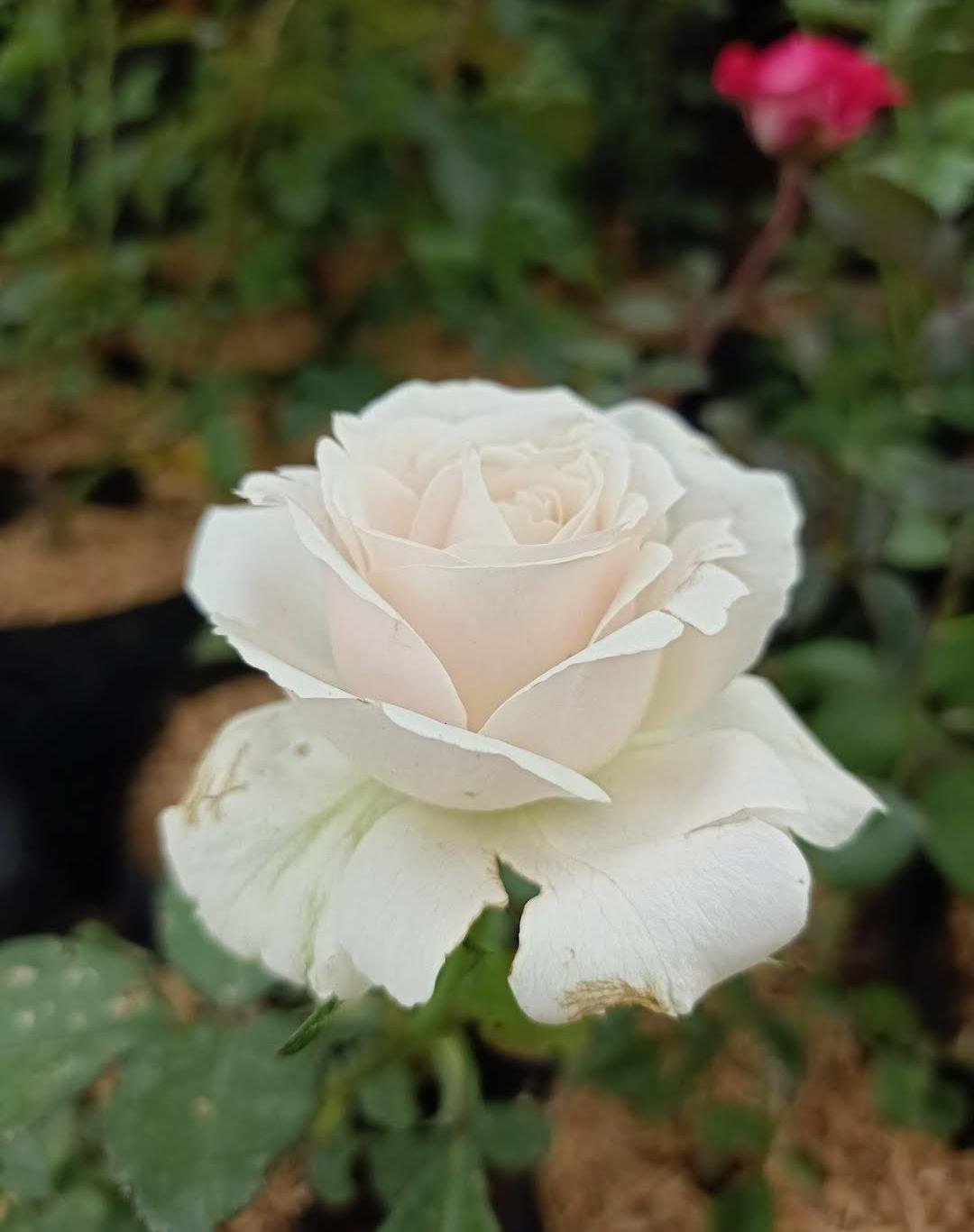 30 Seeds white Rose Flower seeds Rare Plant Exotic Plant For Your Garden