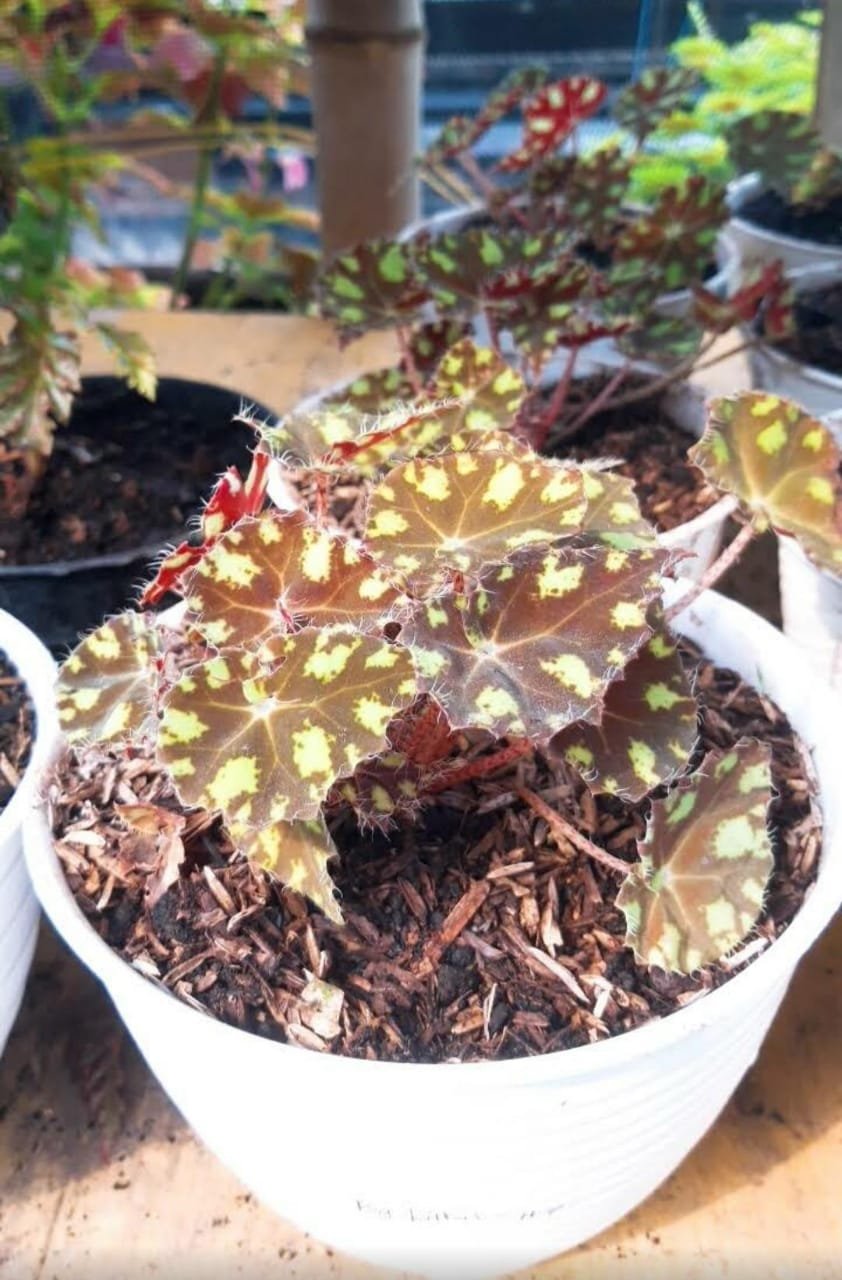 Rhizomatous Begonia 'Tiger Kitten' Flower Live Plant Exotic Plant For Your Garden