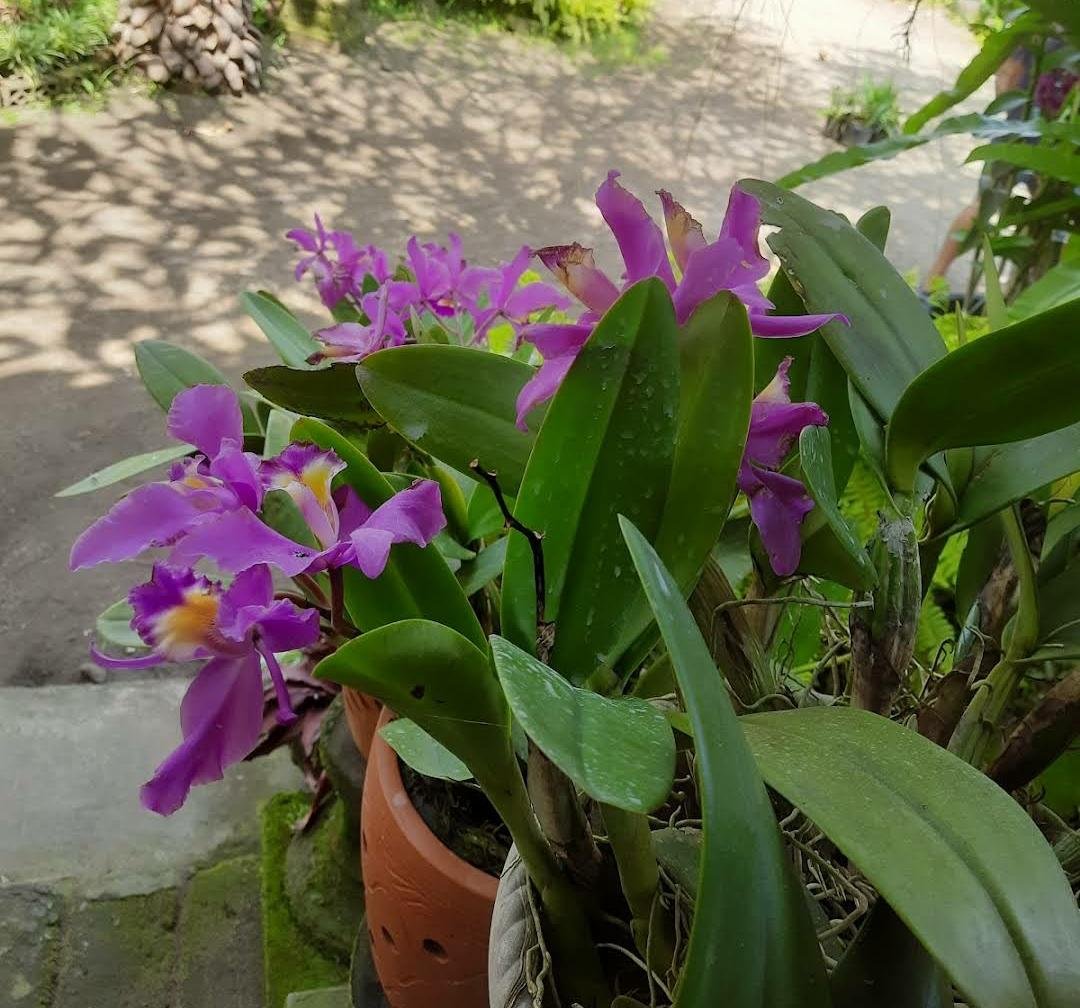 Cattleya Dupreana Flower Live Plant Exotic Plant For Your Garden