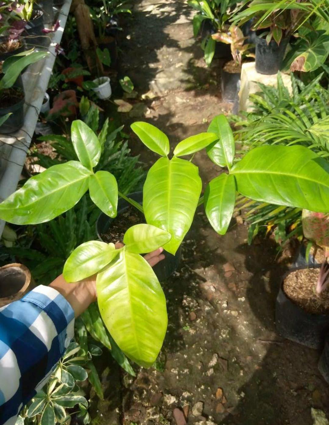 Garcinia Dulcis "Russel's Sweet" Fruit Tree Rare Live Plant Exotic Plant For Your Garden