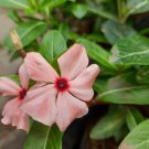 40 Seeds Fragrant Peach Colored Vinca Flower Seeds Rare Plant Exotic Plant For Your Garden
