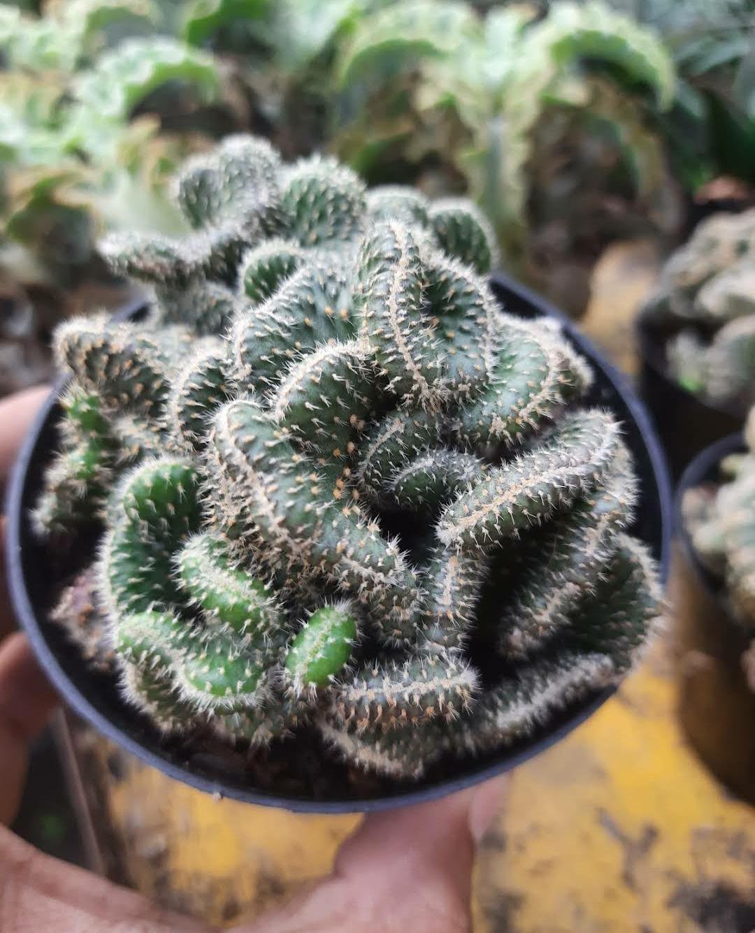 Opuntia Cristata cactus Rare Live Plant Exotic Plant For Your Garden