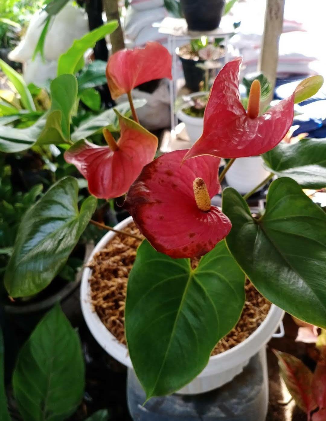 Anthurium Classic Hawaiian Red Flower Rare Live Plant Exotic Plant For Your Garden