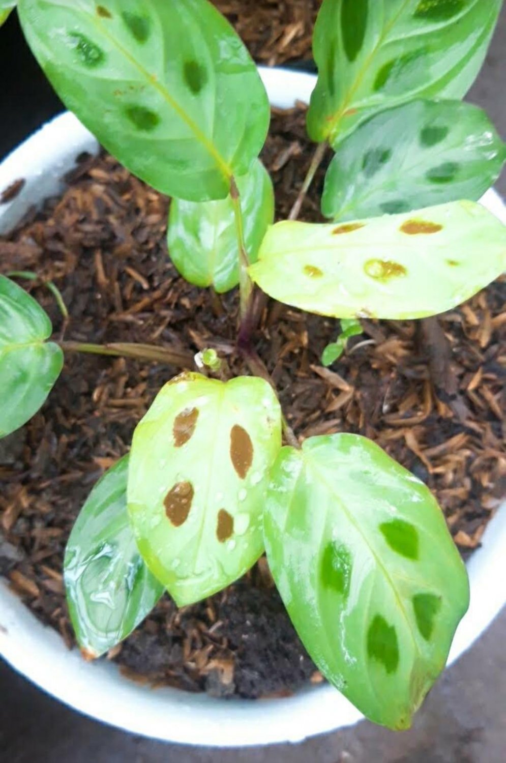 Maranta Leuconeura Flower Rare Live Plant Exotic Plant For Your Garden