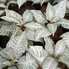 Aphelandra Snow White Flower Rare Live Plant Exotic Plant For Your Garden