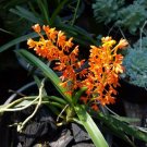 Orchid Vanda Ascocentrum miniatum Flower Rare Live Plant Exotic Plant For Your Garden